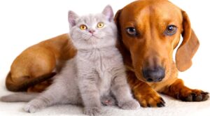 Picture of a cat and dog verified ESA animal for an Oregon and Vancouver rental property by Delavan PDX Property Management. 
